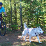 cani-bike