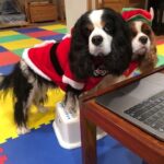 133711544_233227658417521_2002226848251894420_n